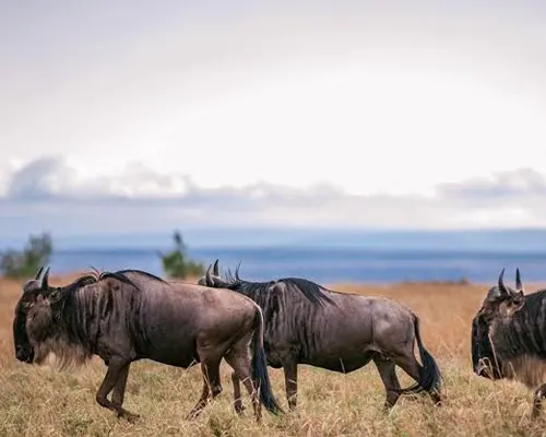 4-Day Cheap Wildebeest Migration Safari in Serengeti