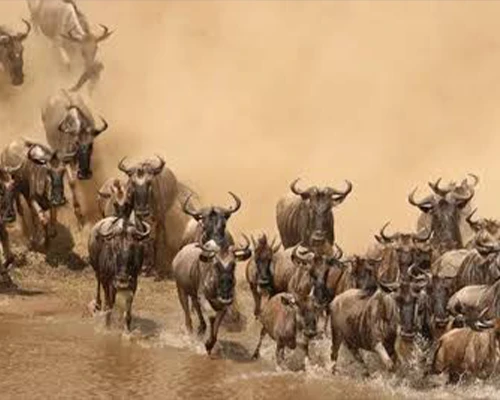 Great Wildebeest Migration in Serengeti National Park, Tanzania
