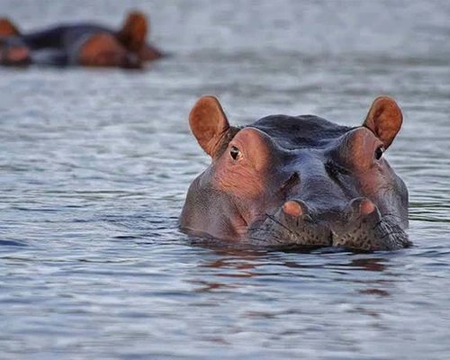 Hippos in Ngorongoro Crater, Tanzania - UNESCO World Heritage Site