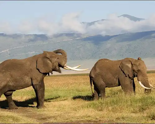 Ngorongoro Crater Wildlife - Lions, Elephants and Flamingos