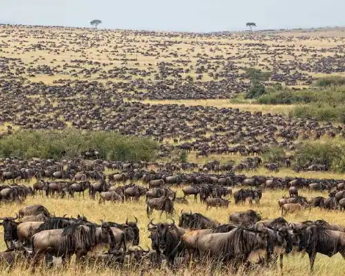The Great Migration in the Serengeti - Wildebeest Crossing
