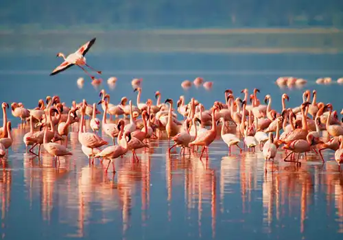 Pink Flamingos at Lake Manyara, Tanzania - Bird Watching Paradise