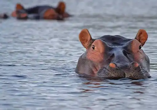 Lake Manyara Scenic Escape - Nature and Wildlife