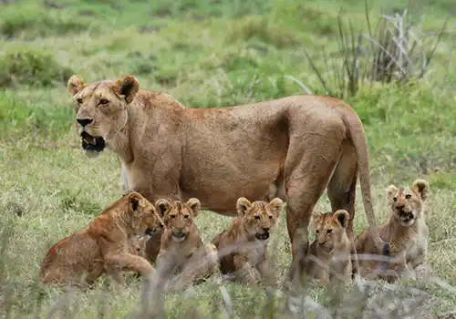 Mikumi National Park Wildlife - Adventure Safari Near Dar es Salaam