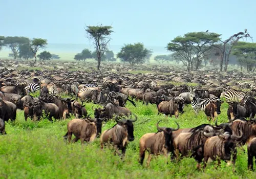 Great Wildebeest Migration in Serengeti - Annual Wildlife Event