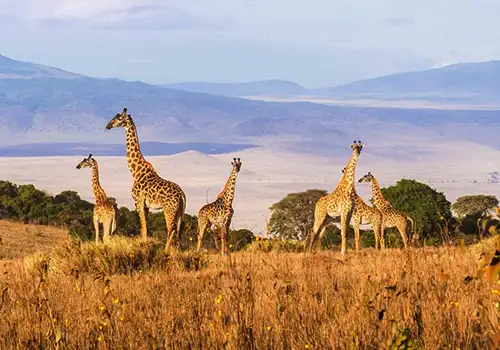 Ngorongoro Crater Rim - Scenic Views of the Caldera
