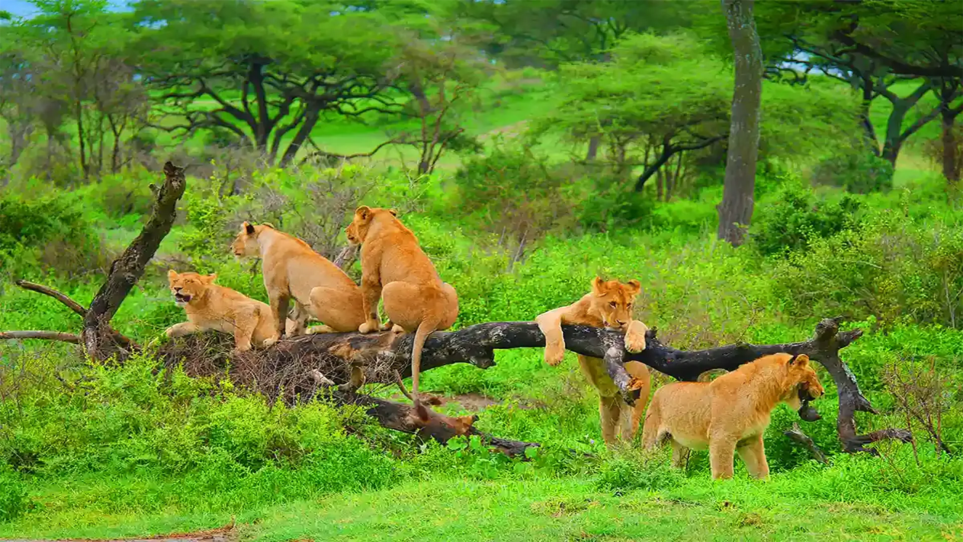 3 Days Mikumi Classic Safari Adventure
