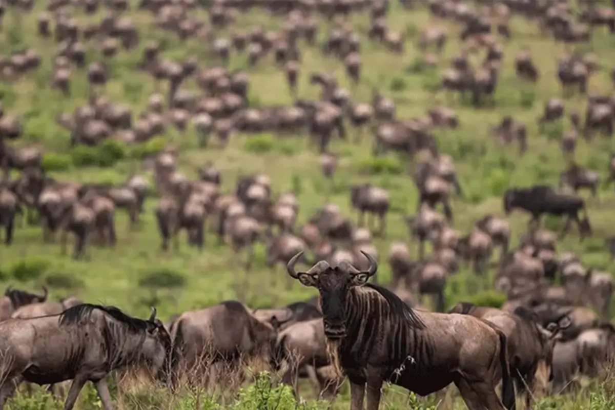 4-Day Peak Season Serengeti Migration Safari