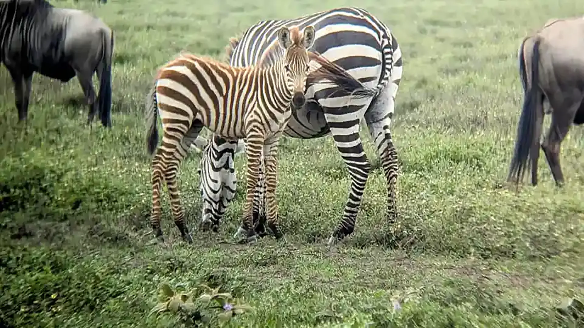 5-Day Ndutu Calving Season Serengeti Safari