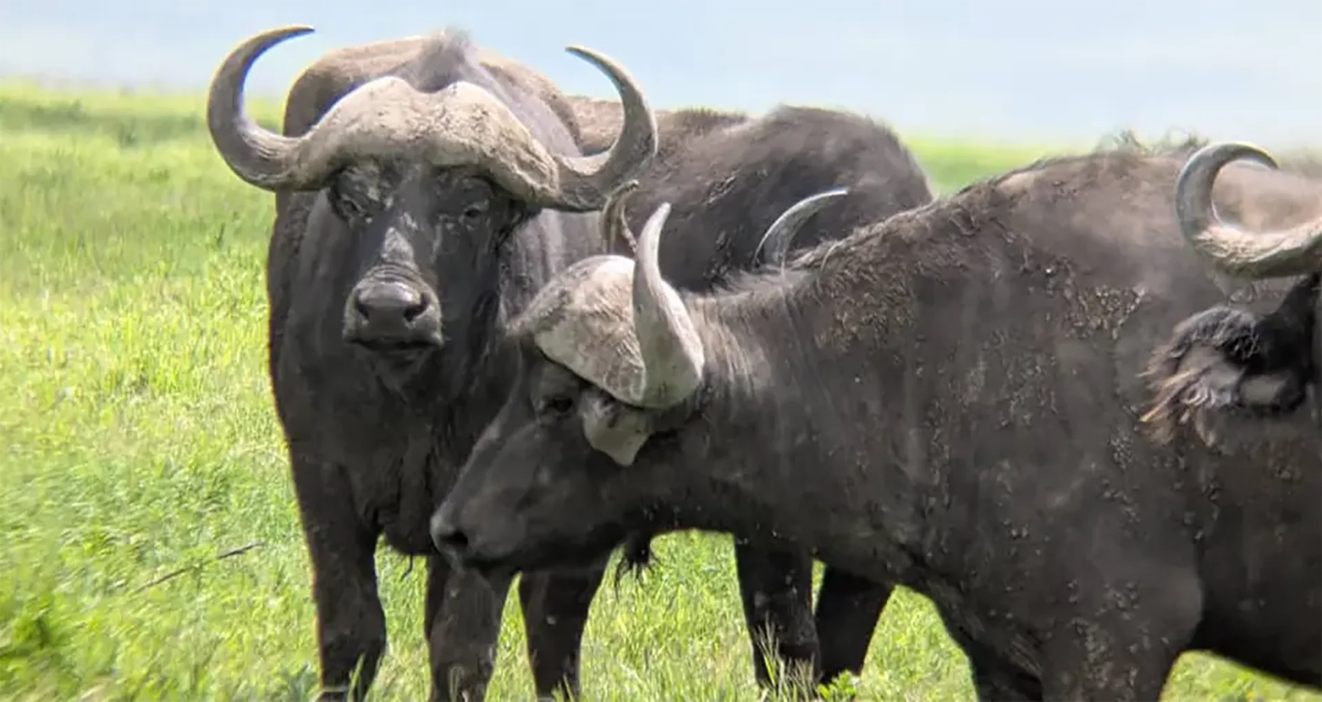 5-Day Signature Serengeti & Ngorongoro Safari
