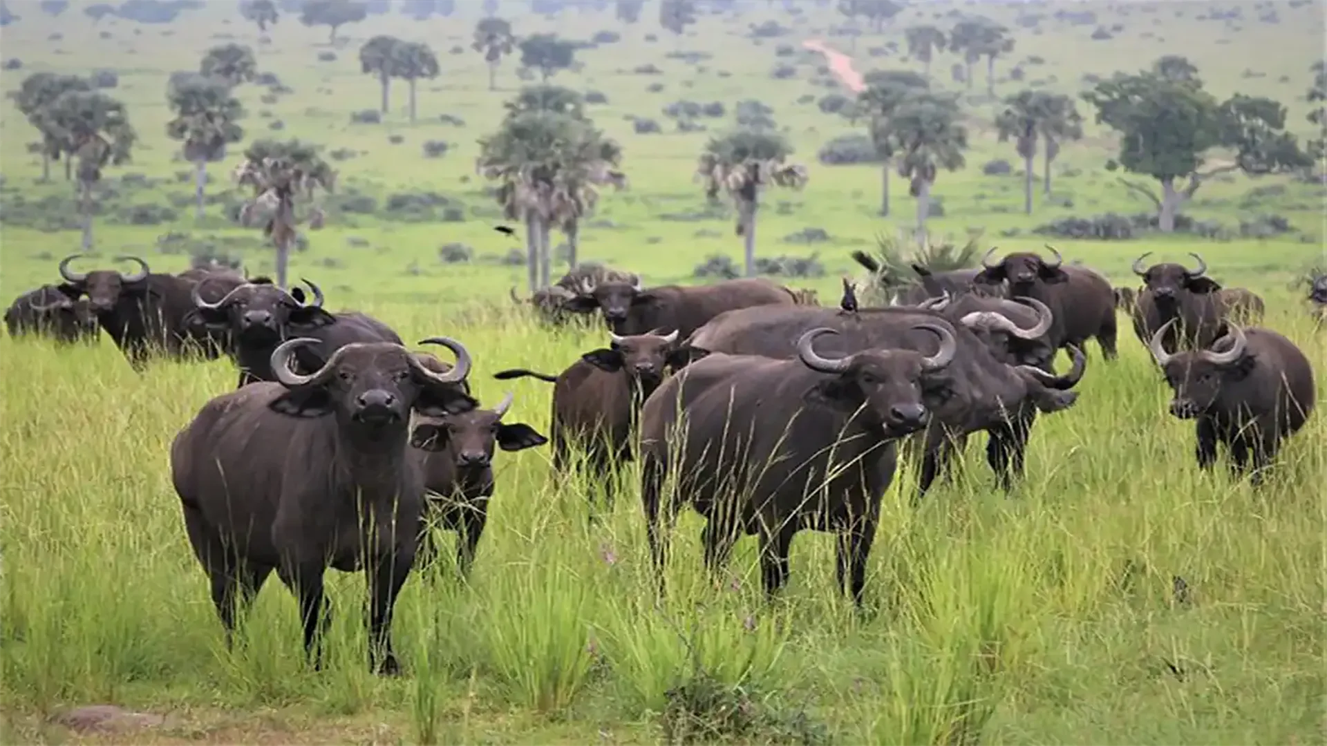 Big Five Action On A Budget