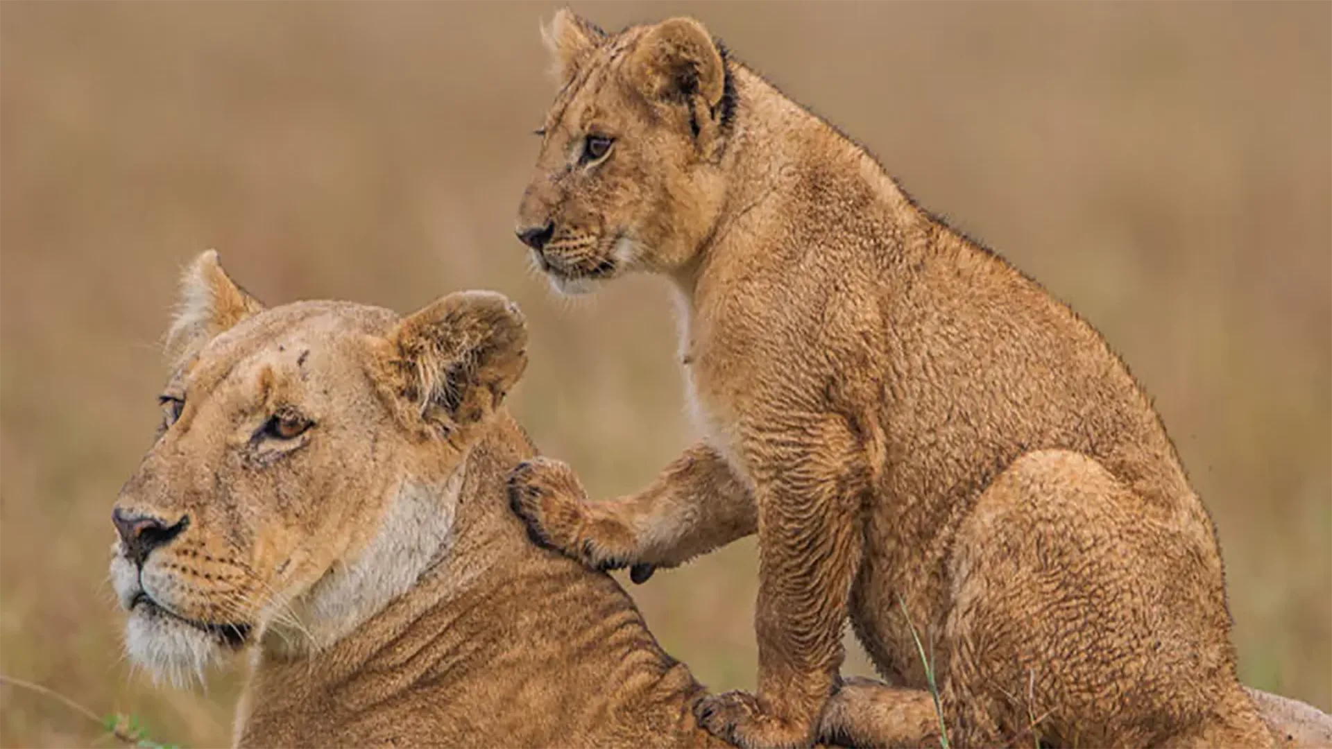 7-Day Affordable Wildlife Safari in Tanzania