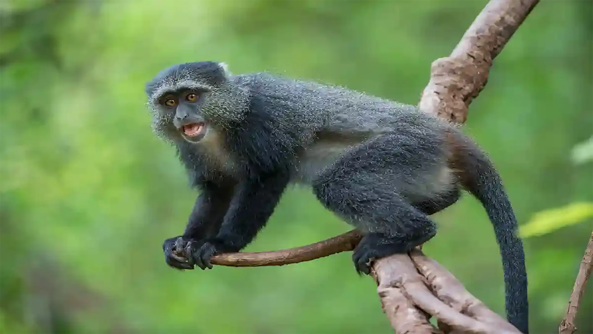 Budget Safari Tanzania