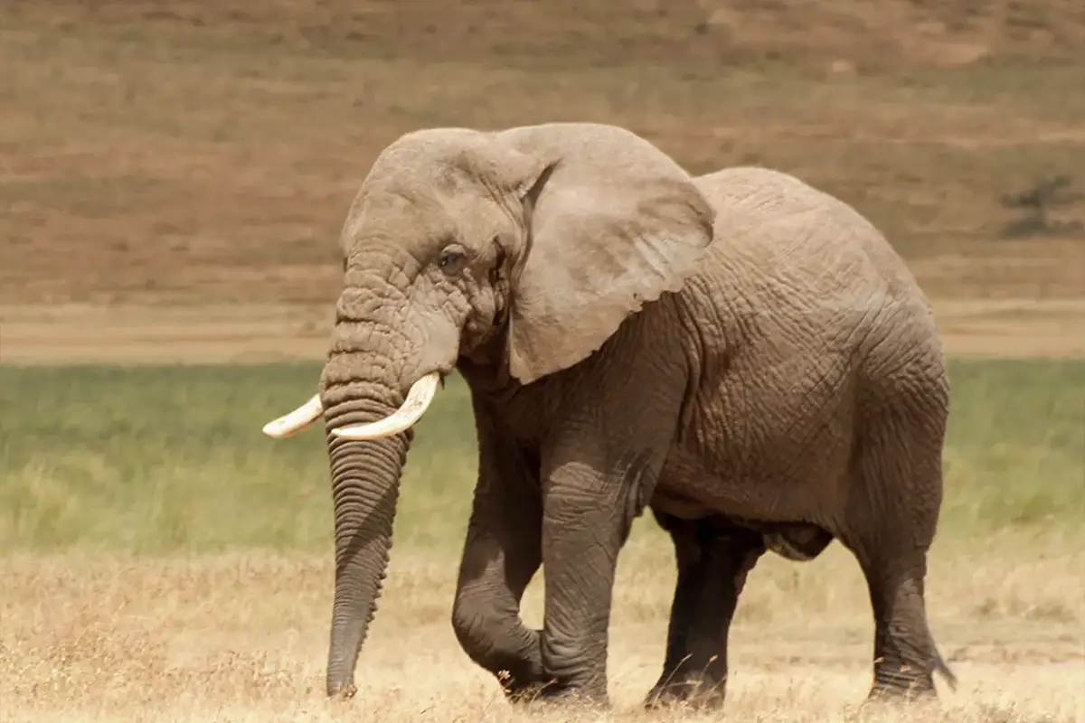 Budget Camping Safari in Serengeti