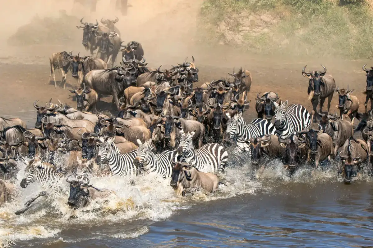 Cheap Serengeti Migration Northern Circuit Safari