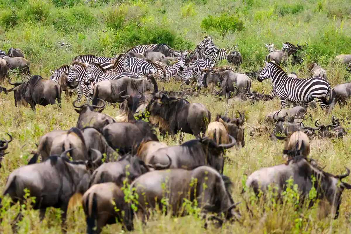 Witness Africa's Greatest Spectacle