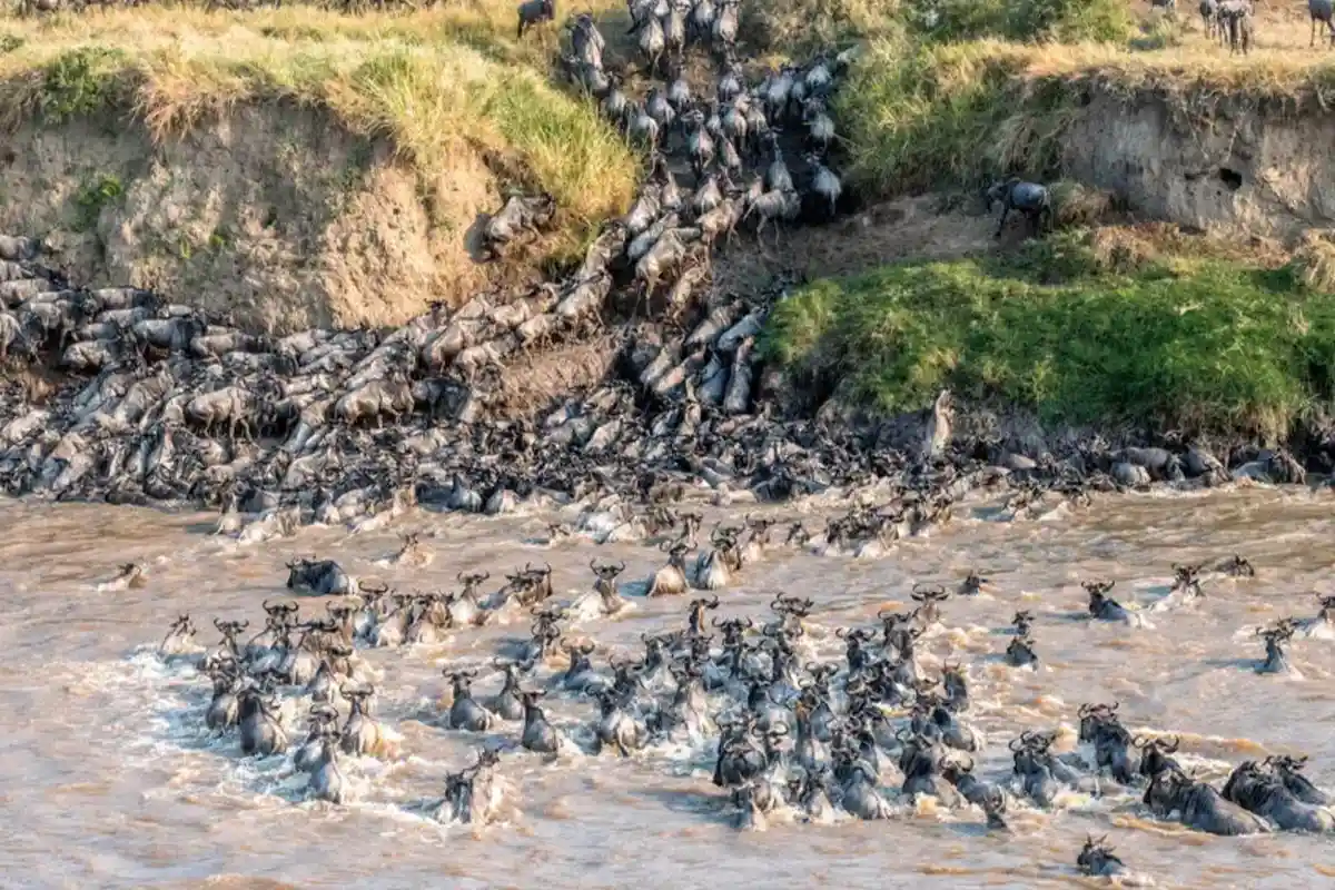 Prime Wildlife Viewing Locations