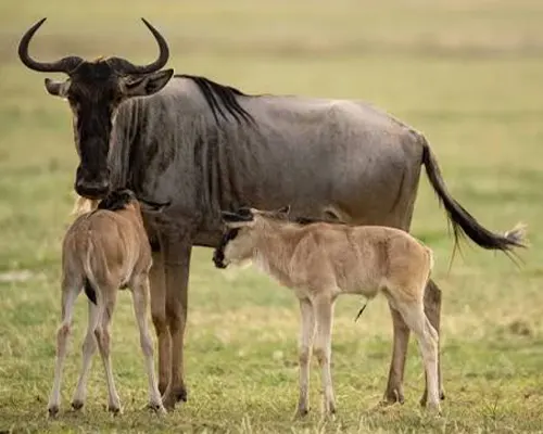 5-Day Ndutu Calving Season Safari - Fauna Selvatica Experience