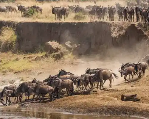 Safari di 7 Giorni – Attraversamento del Fiume Mara