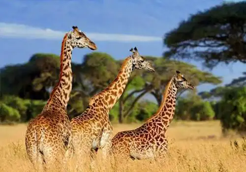 Giraffe in Parco Nazionale del Tarangire, Tanzania - Home to Elefanti and Baobabs