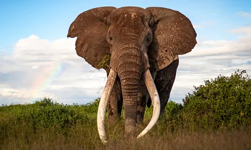 Elephant in Kenya - International Safari Experience