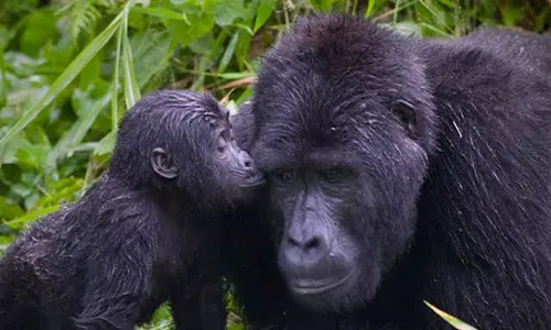 Gorilla Trekking in Uganda - International Fauna Selvatica Experience