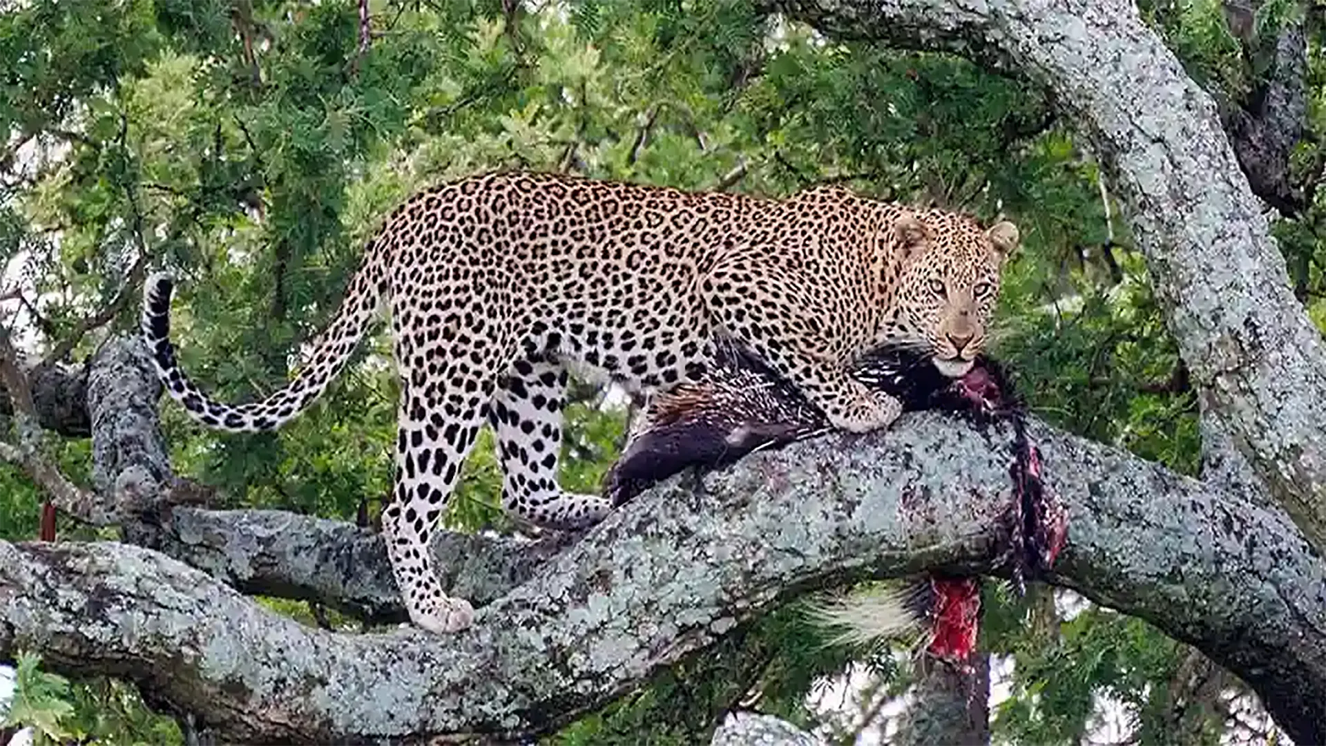 Safari di 3 Giorni nel Cuore dell'Africa