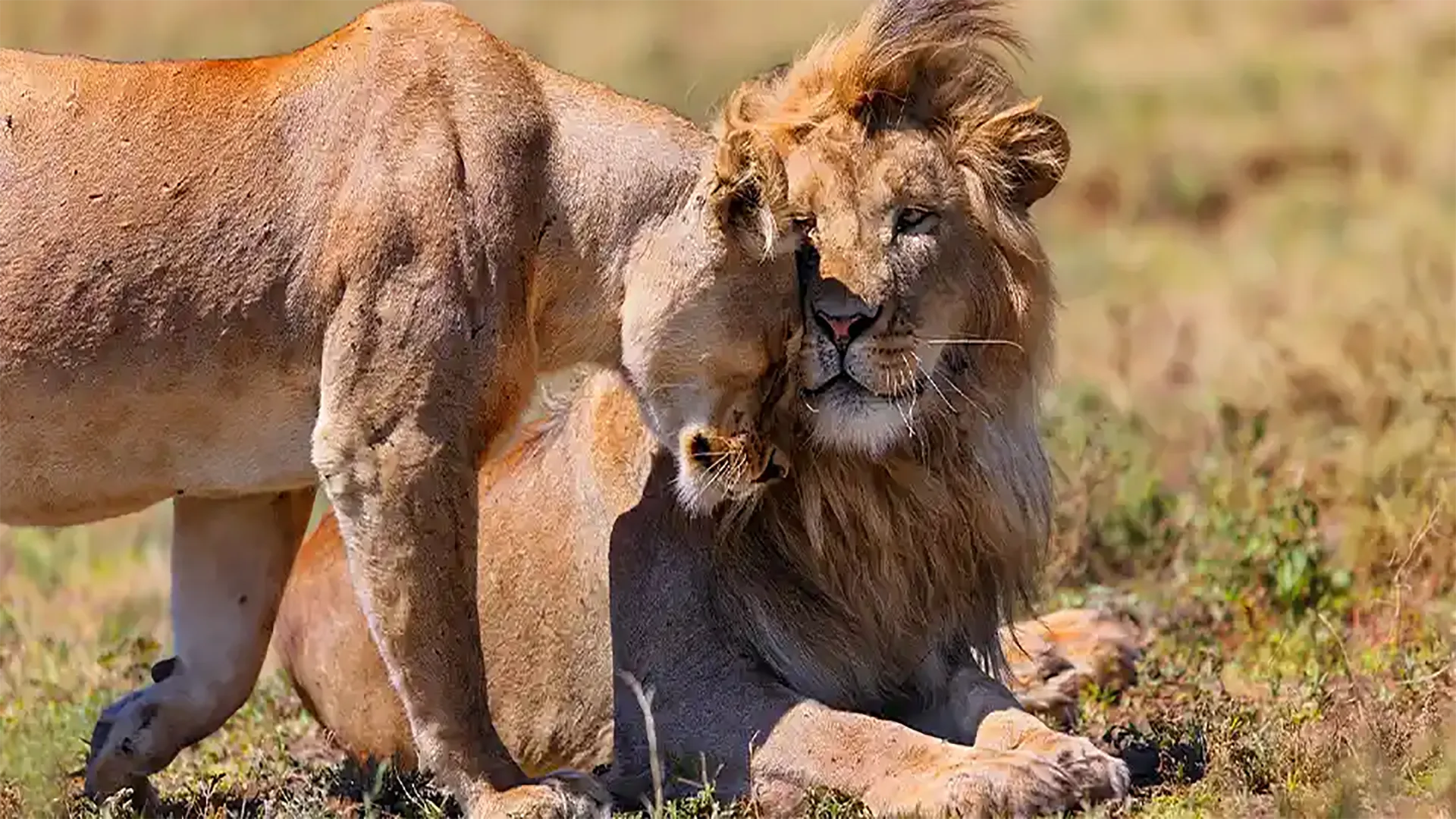 Safari di 4 Giorni – Dagli Elefanti al Cratere