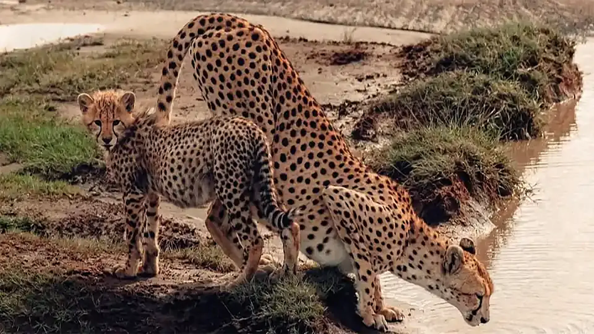 Safari di 8 Giorni – L'Esperienza Definitiva