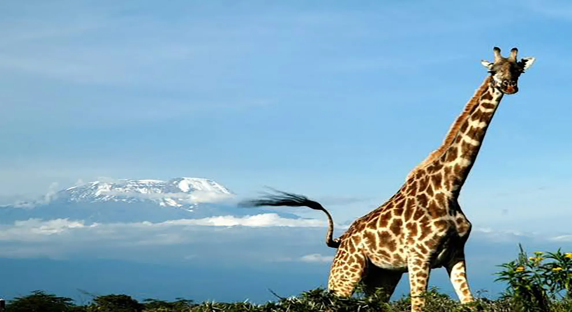 10-Day Kilimanjaro Summit + Big Five Safari