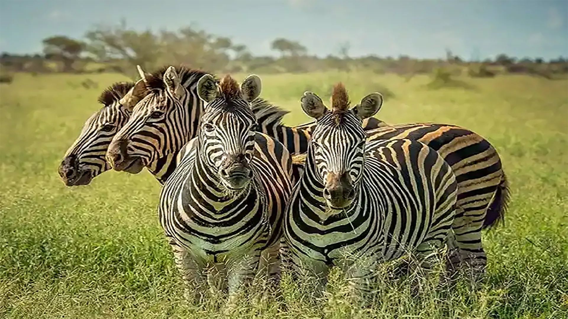Safari Fascia Media Tanzania
