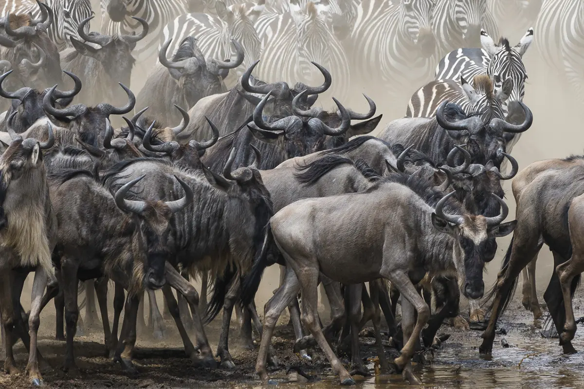 Safari di 7 Giorni – Attraversamento del Fiume Mara