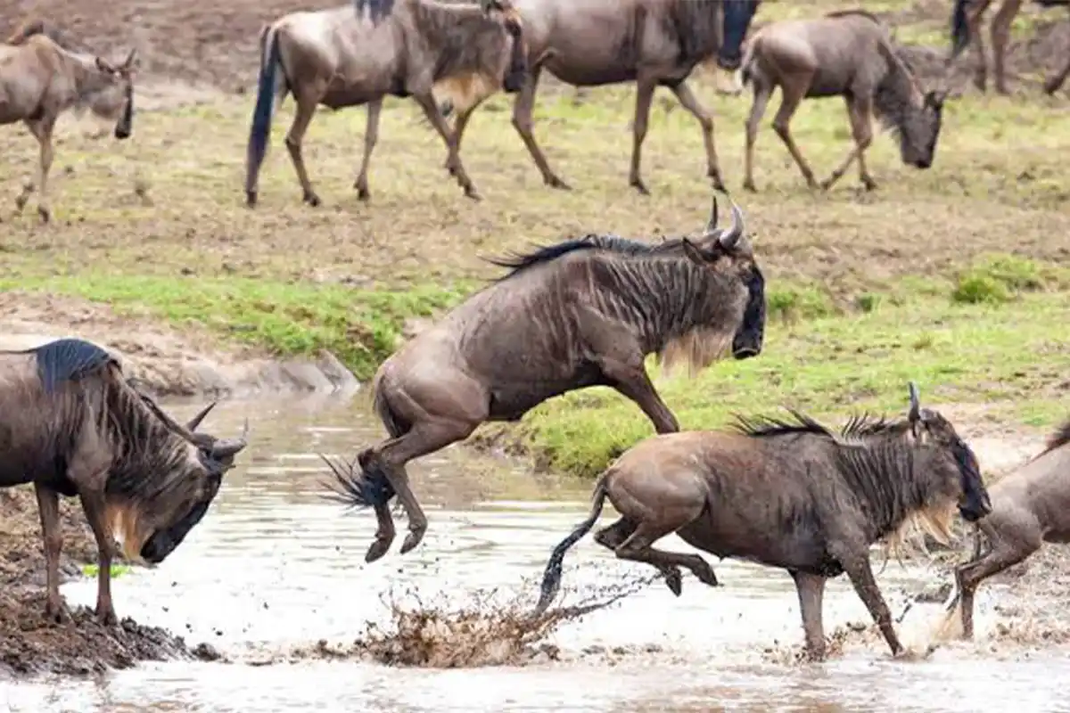 5-Giorni di Safari Tanzania – Predator Tracking Adventure
