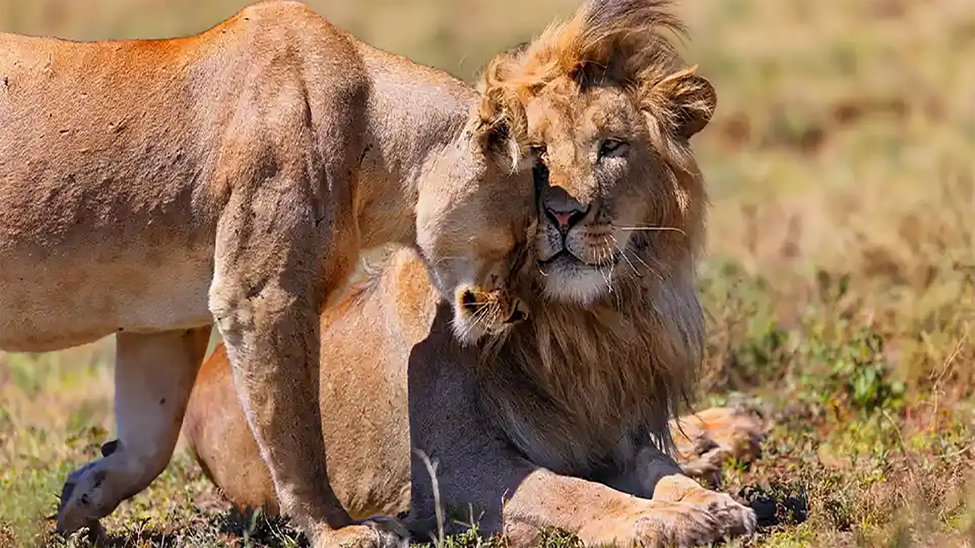 Viaggiatori Singoli Tanzania