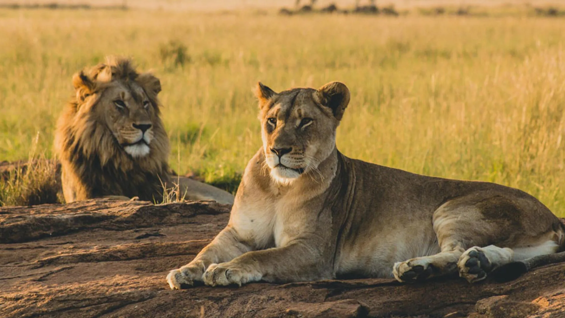 Safari Combinato Transfrontaliero Kenya Tanzania